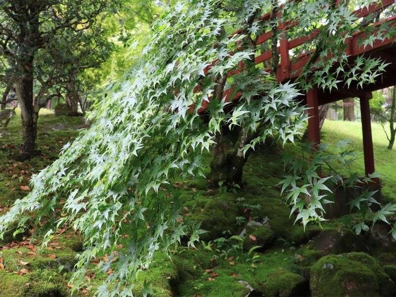 Yumoto Ueyama Ryokan Himeji Eksteriør billede